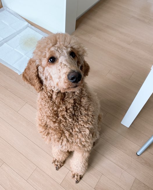 스탠다드 푸들 무료분양, 강아지무료분양 스탠다드 푸들 무료분양합니다. 도그짱 No