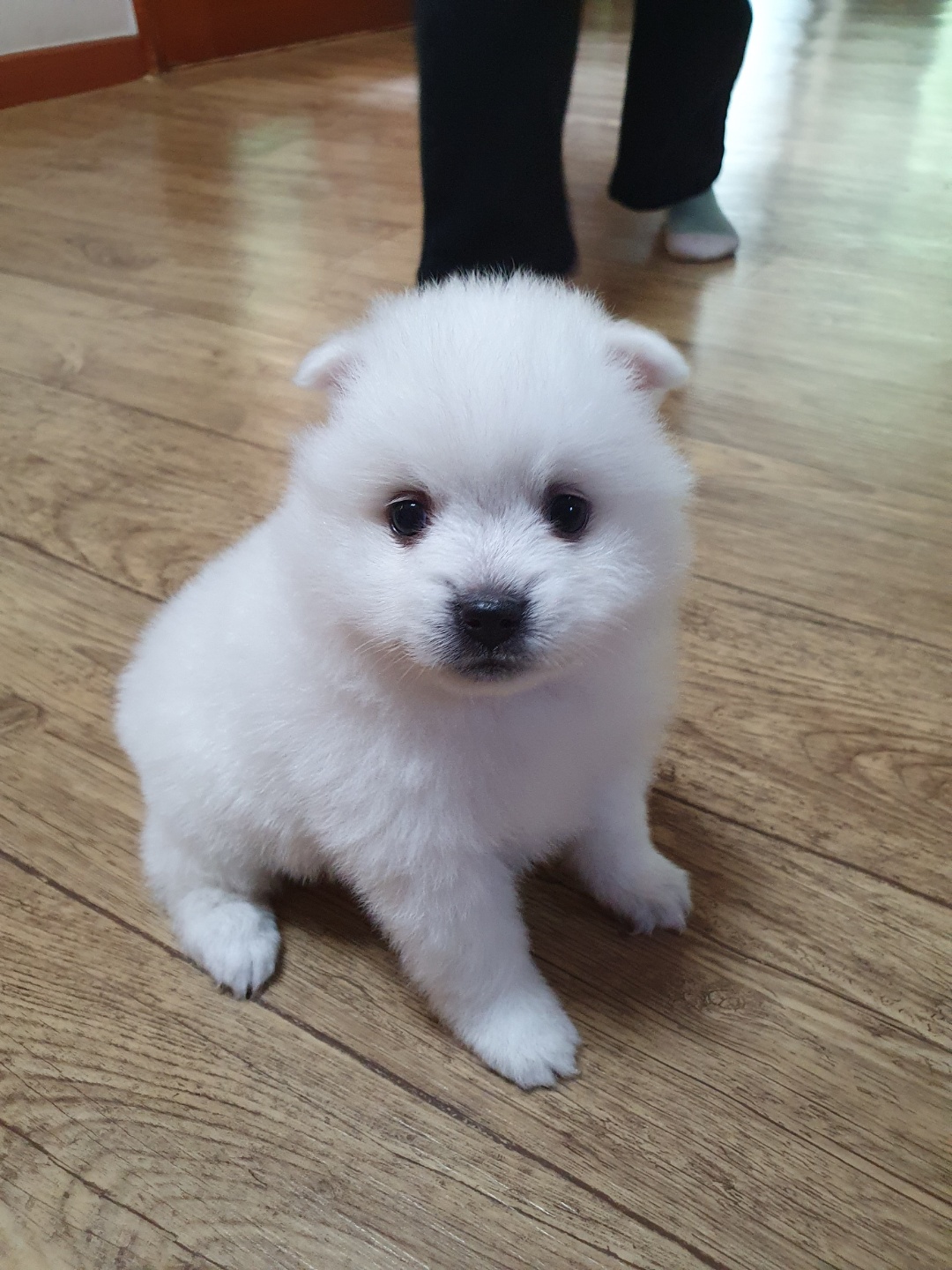 저패니즈스피츠 무료분양, 강아지무료분양 저패니즈스피츠 무료분양합니다. 도그짱 No