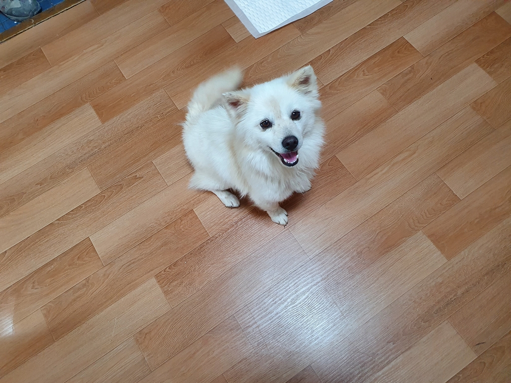스피츠 믹스견 무료분양, 강아지무료분양 스피츠 믹스견 무료분양합니다. 도그짱 No