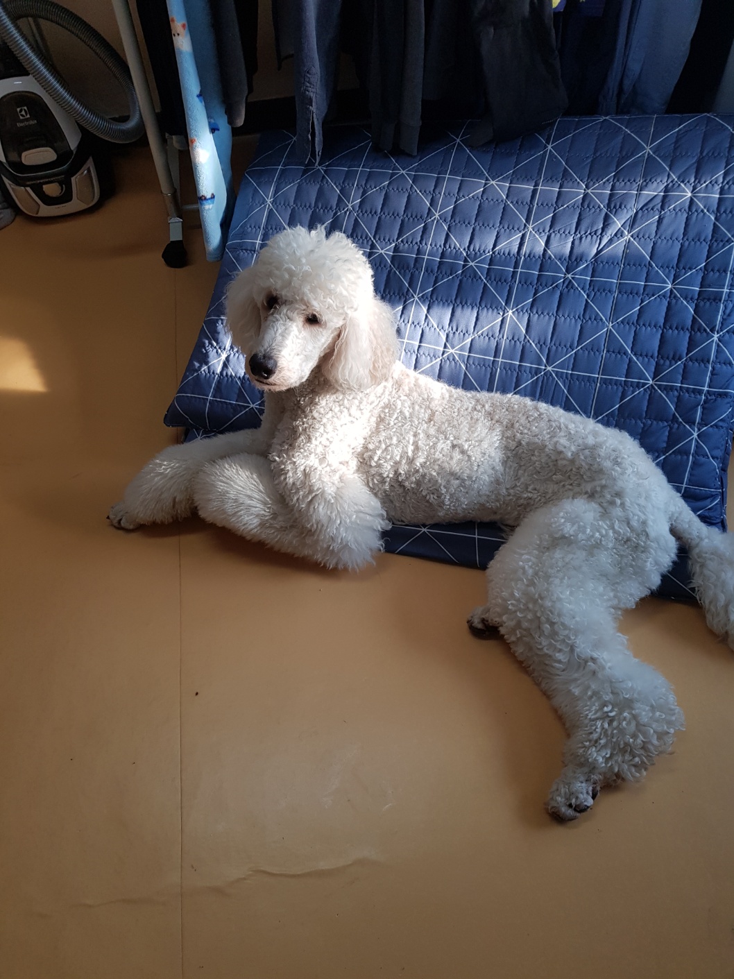 스탠다드 푸들 무료분양, 강아지무료분양 스탠다드 푸들 드립니다. 도그짱 No_M